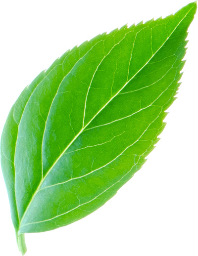 leaf